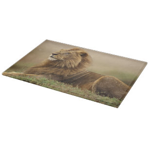 Kenya, Masai Mara   Male Lion Cutting Board