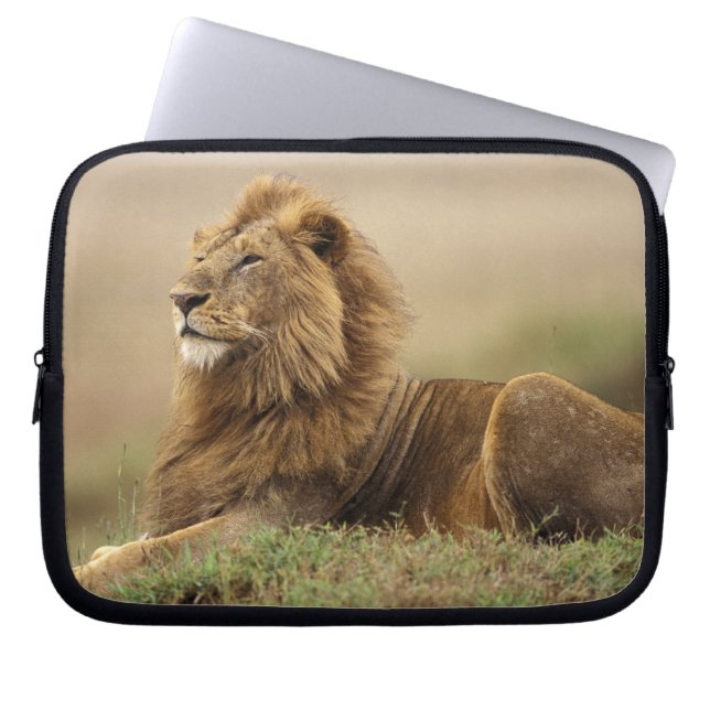 Kenya, Masai Mara | Male Lion Laptop Sleeve (Front)