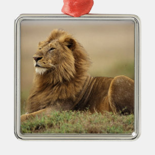 Kenya, Masai Mara Male Lion Metal Tree Decoration
