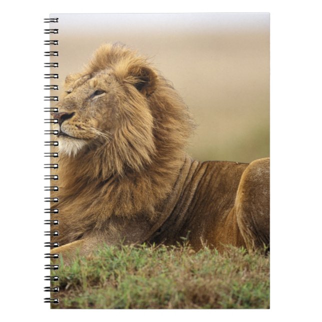 Kenya, Masai Mara | Male Lion Notebook (Front)