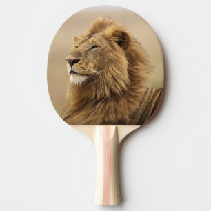 Kenya, Masai Mara   Male Lion Ping Pong Paddle