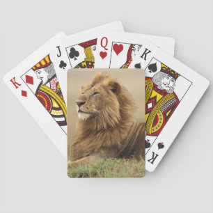 Kenya, Masai Mara Male Lion Playing Cards