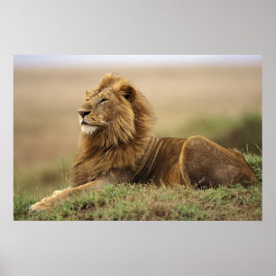 Kenya, Masai Mara   Male Lion Poster