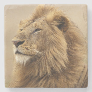 Kenya, Masai Mara Male Lion Stone Coaster