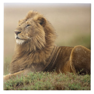 Kenya, Masai Mara   Male Lion Tile