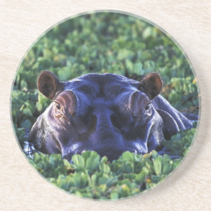 Kenya, Masai Mara National Reserve. Coaster