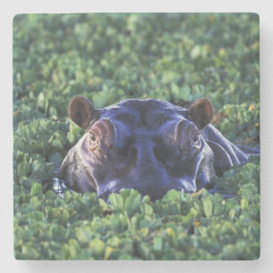 Kenya, Masai Mara National Reserve. Stone Coaster