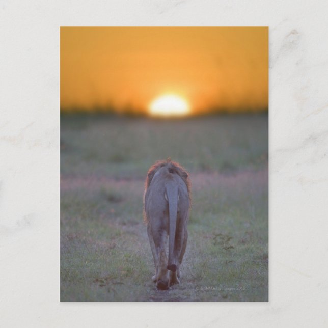 Kenya, Masai Mara Postcard (Front)