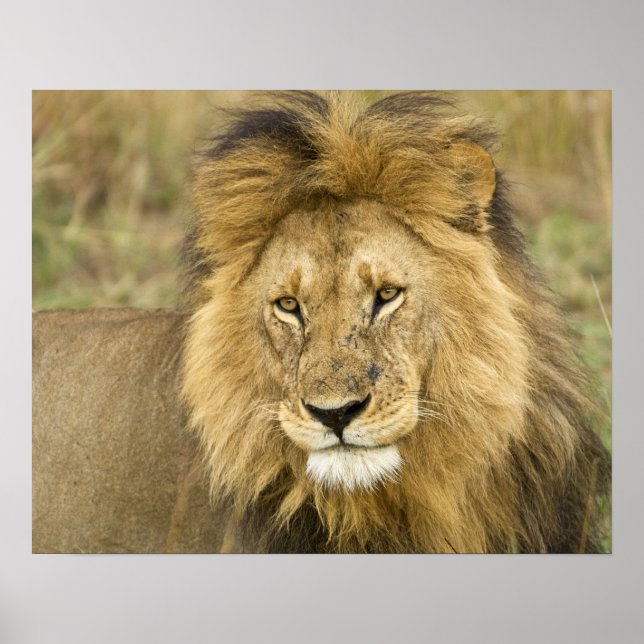 Kenya Masai Mara Poster (Front)