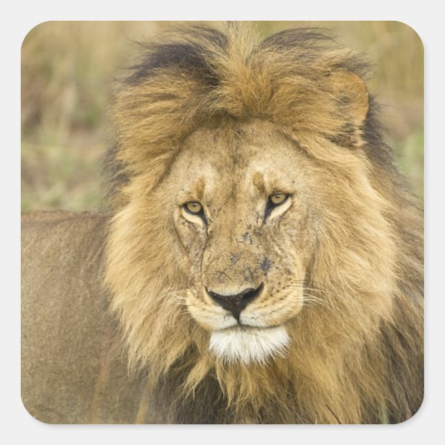 Kenya Masai Mara Square Sticker (Front)