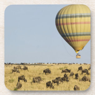 Kenya, Masai Mara. Tourists ride hot air balloon Coaster