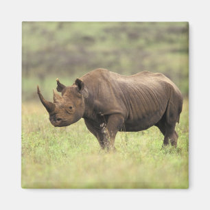 Kenya, Nairobi National Park. Black Rhinoceros Magnet