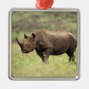 Kenya, Nairobi National Park. Black Rhinoceros Metal Ornament