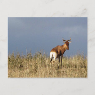 Kenya - Nairobi National Park Postcard