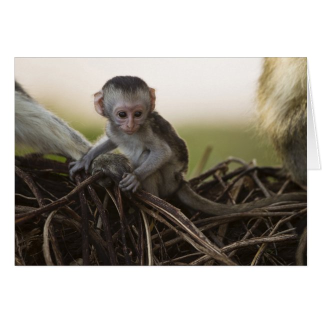 Kenya, Samburu Game Reserve. Vervet Monkey (Front Horizontal)