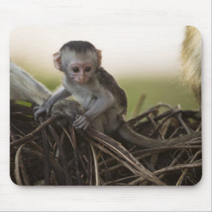 Kenya, Samburu Game Reserve. Vervet Monkey Mouse Pad