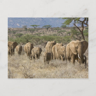 Kenya, Samburu National Reserve. Elephants Postcard