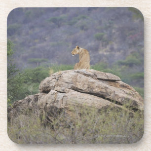 Kenya, Samburu Nature Reserve, female lion on Coaster