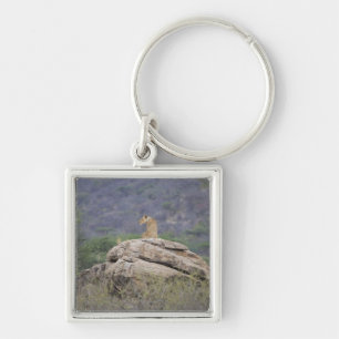 Kenya, Samburu Nature Reserve, female lion on Key Ring