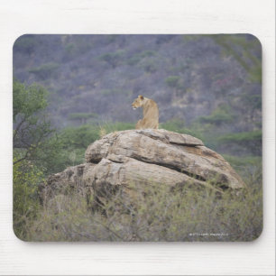 Kenya, Samburu Nature Reserve, female lion on Mouse Pad