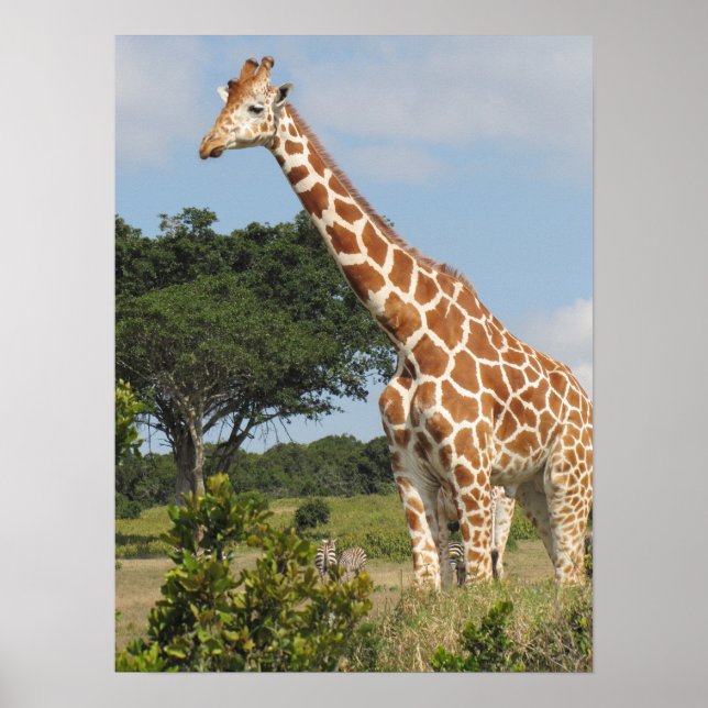 KENYA  Towering Giraffe Poster (Front)