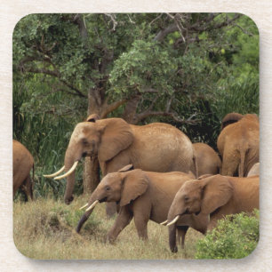 Kenya: Tsavo East National Park, herd African Coaster