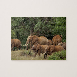 Kenya: Tsavo East National Park, herd African Jigsaw Puzzle