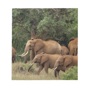 Kenya: Tsavo East National Park, herd African Notepad