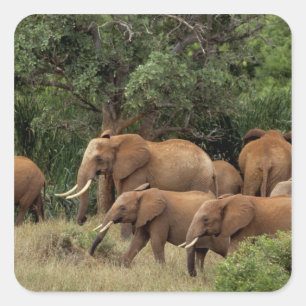Kenya: Tsavo East National Park, herd African Square Sticker