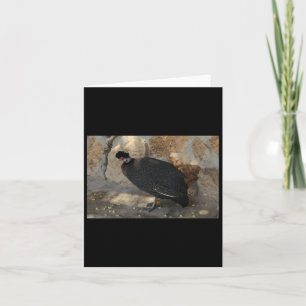 Kenyan Crested Guineafowl Nature Lovers Valencia S Card