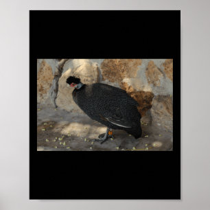 Kenyan Crested Guineafowl Nature Lovers Valencia S Poster