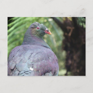 Kereru Closeup Postcard