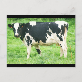 kermoisan cows and cats 012 postcard