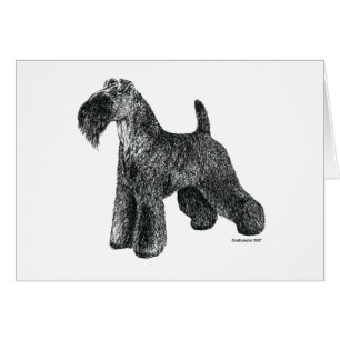 Kerry Blue Terrier