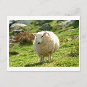 Kerry Sheep on Ring of Kerry Postcard