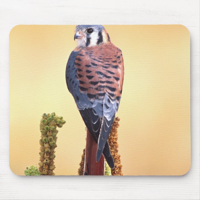 Kestrel, Falco sparverius, Native to US & Canada Mouse Pad (Front)