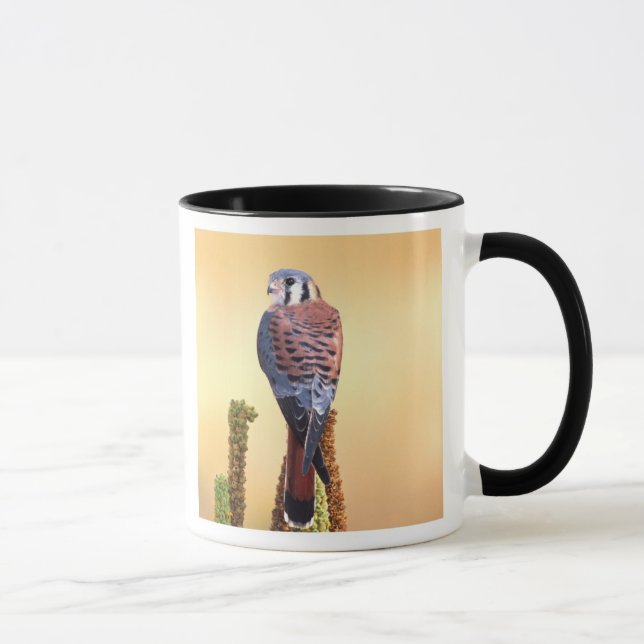 Kestrel, Falco sparverius, Native to US & Canada Mug (Right)