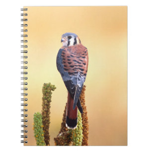 Kestrel, Falco sparverius, Native to US & Canada Notebook