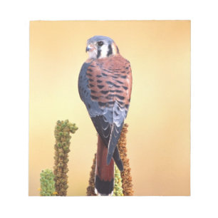 Kestrel, Falco sparverius, Native to US & Canada Notepad