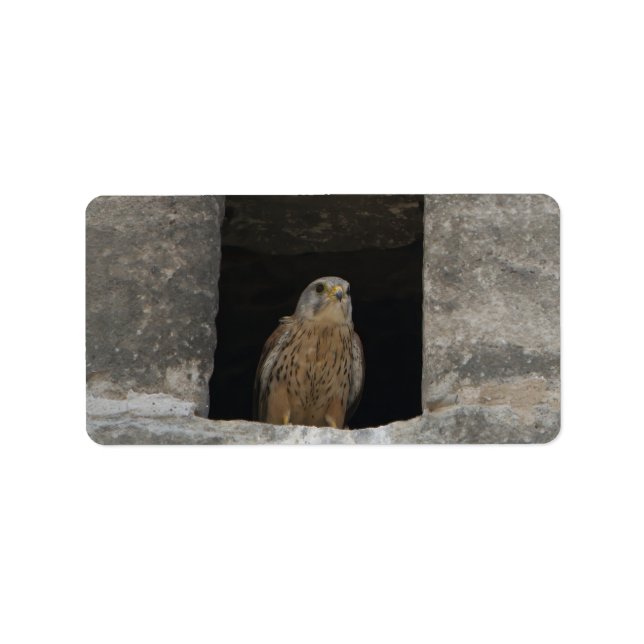 Kestrel in a small wall opening in the old church  label (Front)