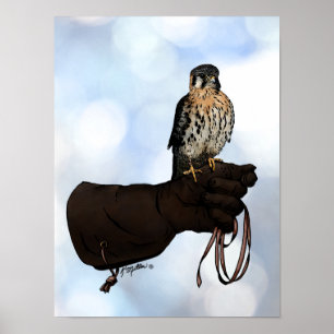 Kestrel on Glove Illustration Poster