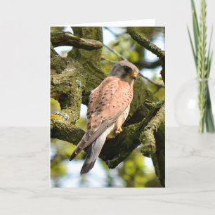 Kestrel on vigil blank greeting card