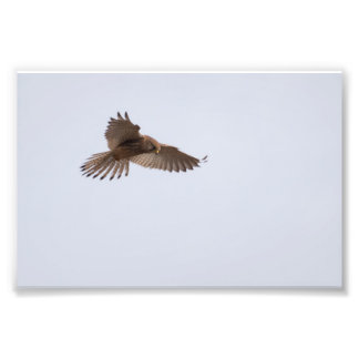 Kestrel Photo Print