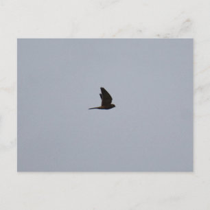 Kestrel postcard