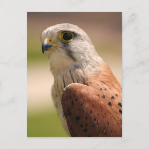Kestrel Postcard