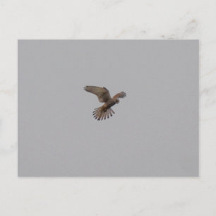Kestrel postcard
