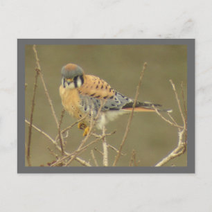 Kestrel Postcard