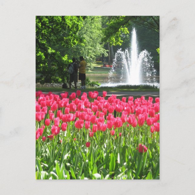 Keukenhof garden - Holland postcard (Front)
