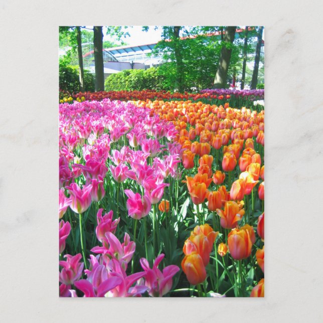 Keukenhof garden - Holland postcard (Front)