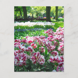 Keukenhof garden - Holland postcard